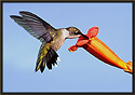 Ruby-throated Hummingbird V