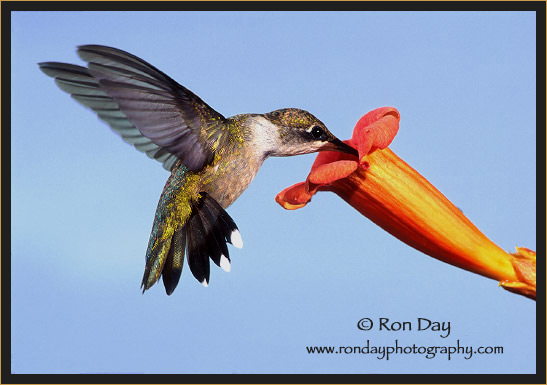 Ruby-throated Hummingbird at Trumpet Creeper
