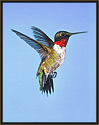 Ruby-throated Hummingbird Male