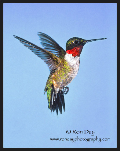 Ruby-throated Hummingbird (Archilochus colubris), Male