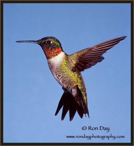 Ruby-throated Hummingbird Male 