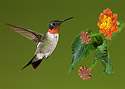 Hummingbird 8208