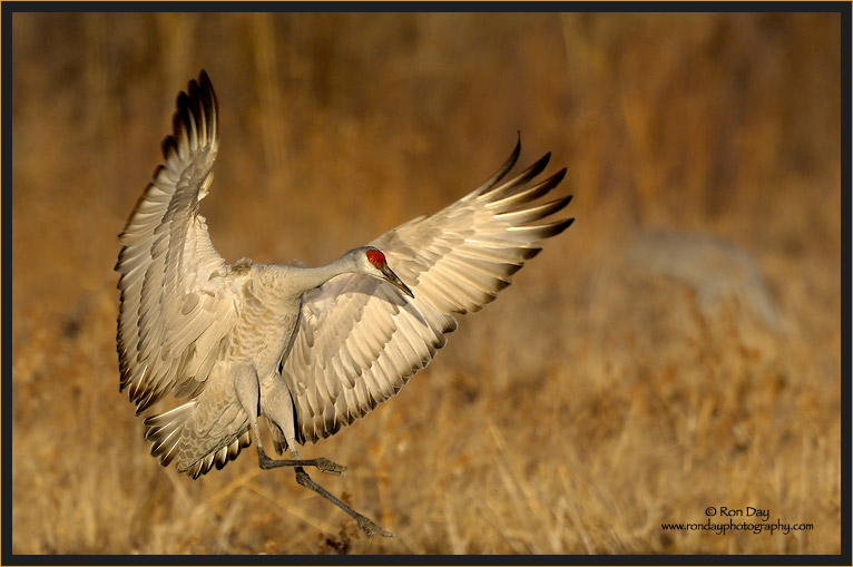 Sandhill Crane Landing, Bosque del Apache