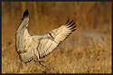 Sandhill Crane Touchdown