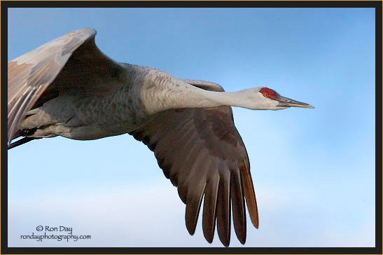 Sandhill Crane (Grus canadensis), Bosque del Apache