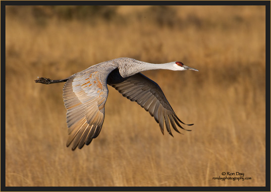 Sandhill Crane (Grus canadensis), Bosque del Apache