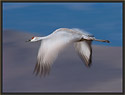 Sandhill Crane 3645