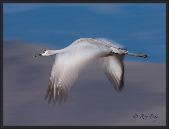 Sandhill Crane Pan-Blur, Bosque del Apache