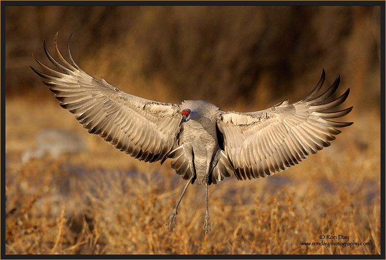 Sandhill Crane Touchdown, Bosque del Apache