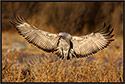 Sandhill Crane Landing 