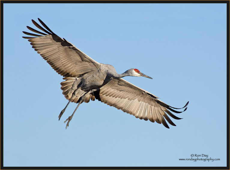 Sandhill Crane Overhead, Bosque del Apache