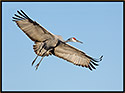 Sandhill Crane Above