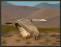 Sandhill Crane 4335