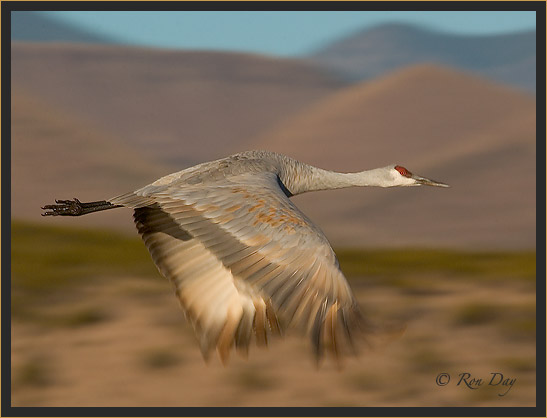 Sandhill Crane, Bosque del Apache