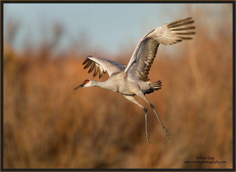 Sandhill Crane Landing, Bosque del Apache