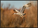 Sandhill Crane in Flight