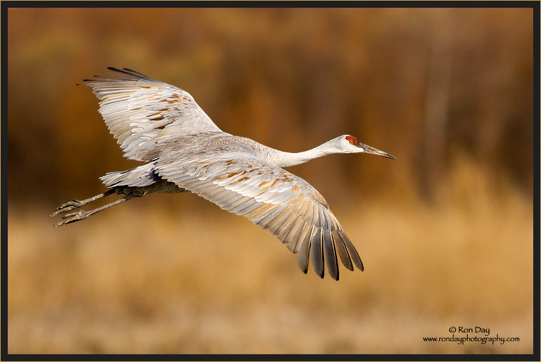 Sandhill Crane Landing, Bosque del Apache