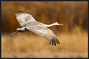 Sandhill Crane Landing