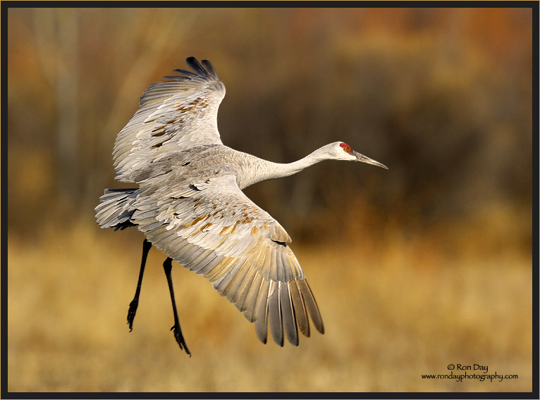 Sandhill Crane Landing, Bosque del Apache 