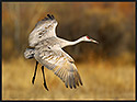 Sandhill Crane Landing