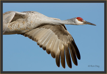 Sandhill Crane Portrait in Flight