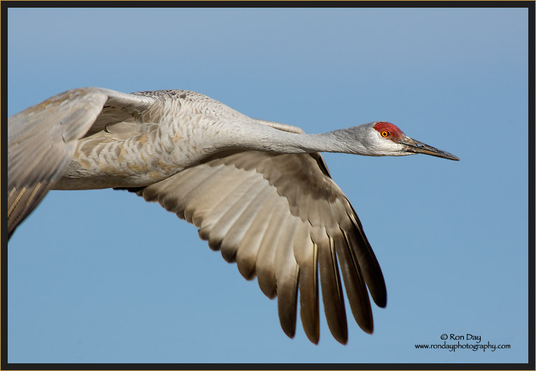 Flight Portrait, Bosque del Apache, Sandhill Crane