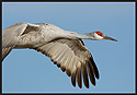 Flight Portrait of Sandhill Crane