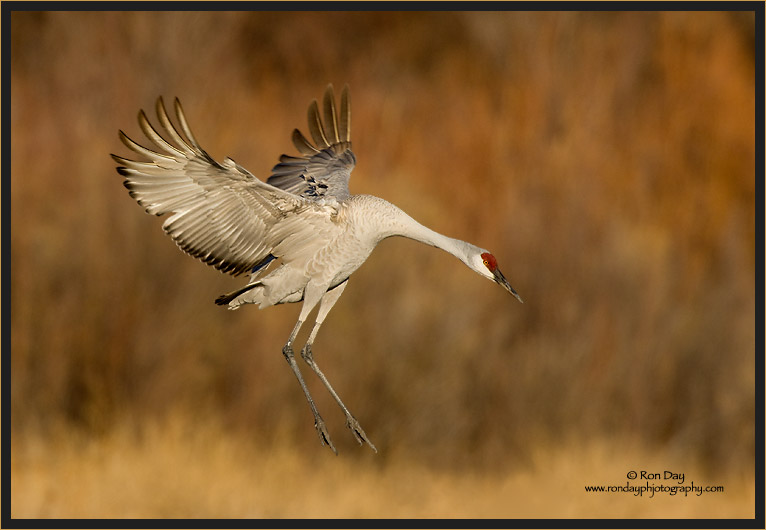 Sandhill Crane Landing, Bosque del Apache