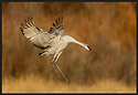 Sandhill Crane Landing