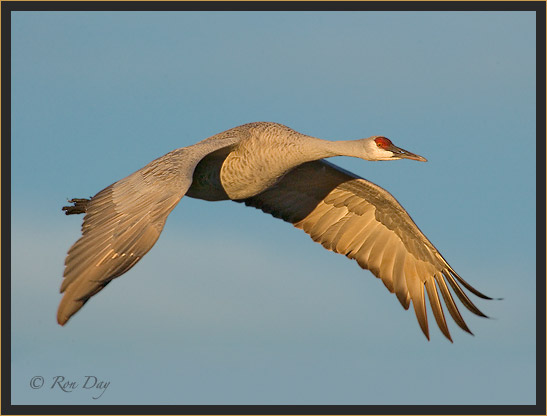 Sandhill Crane near Sundown, Bosque del Apache