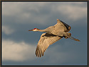 Sandhill Crane 5713