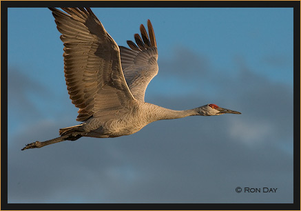 Sandhill Crane, Bosque del Apache, NWR