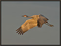 Sandhill Crane 5809