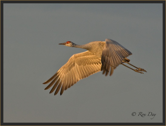 Sandhill Crane, Evening Light, Bosque del Apache