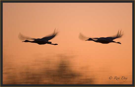 Sandhill Cranes Silhouette, Bosque del Apache