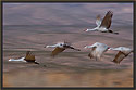 Sandhill Cranes 3619