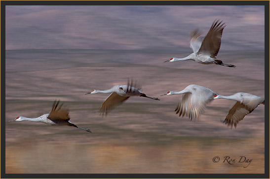 Sandhill Cranes, Pan-Blur, Bosque del Apache