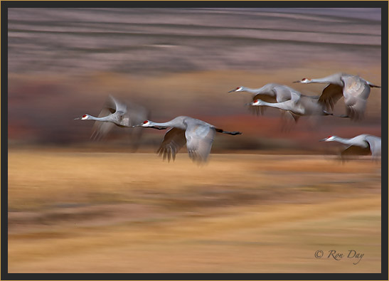 Sandhill Cranes Pan-Blur, Bosque del Apache