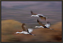 Sandhill Cranes 3744