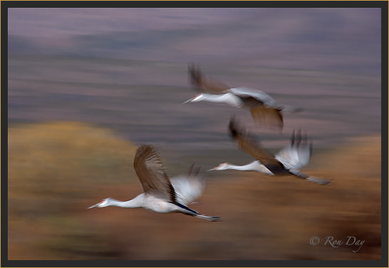 Sandhill Cranes Pan-Blur, Bosque del Apache