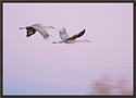 Sandhill Cranes 4092