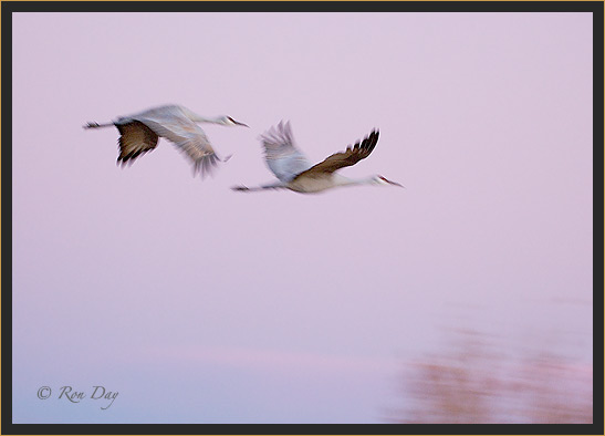 Sandhill Cranes, Pan-Blur, Bosque del Apache