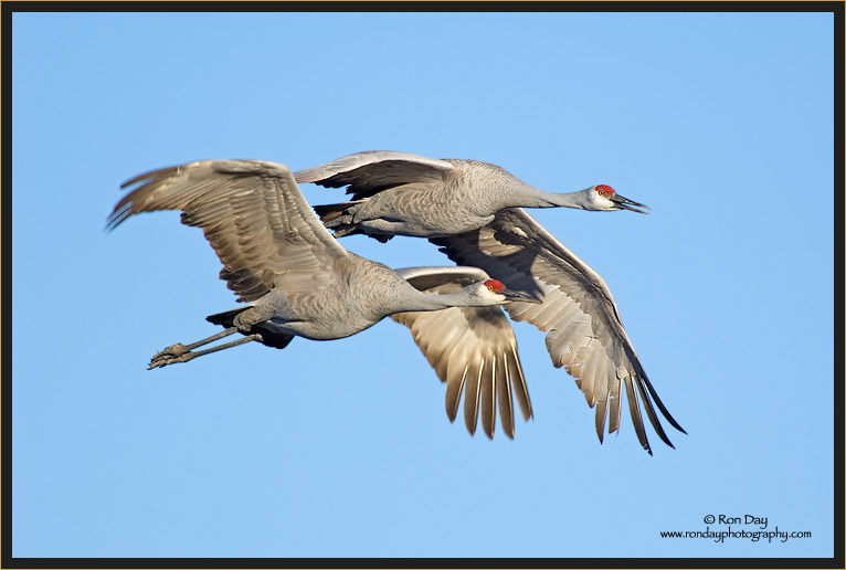 Sandhill Cranes in Flight, Bosque del Apache