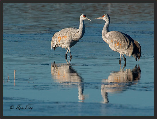 Sandhill Crane Reflection, Bosque del Apache