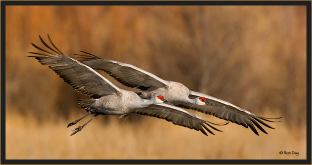 Sandhill Cranes landing at Bosque del Apache, NWR