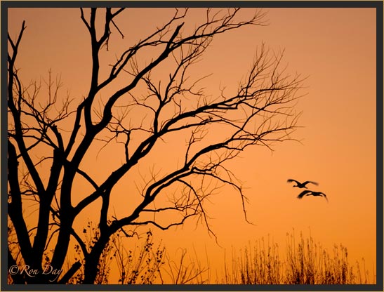 Sandhill Cane Silhouette, Bosque del Apache