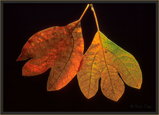 Autumn Leaves (Sassafras albidum)