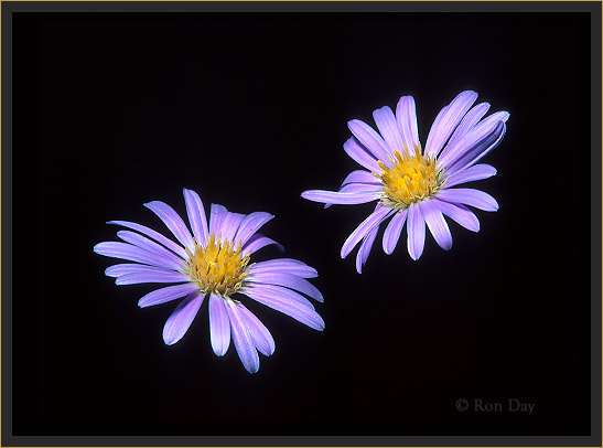 Wildflower, Aster Family