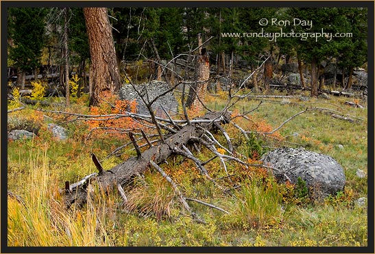 Fall Foliage at Slough Creek, Yellowstone