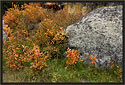 Orange Foliage and Boulder